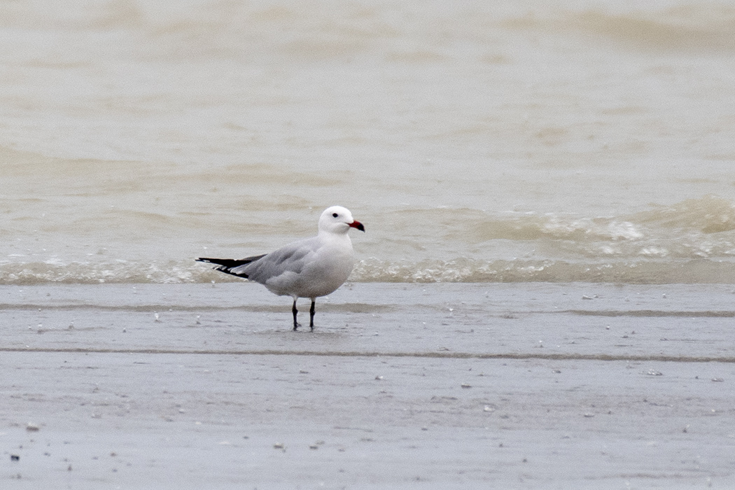 Audouin's Gull